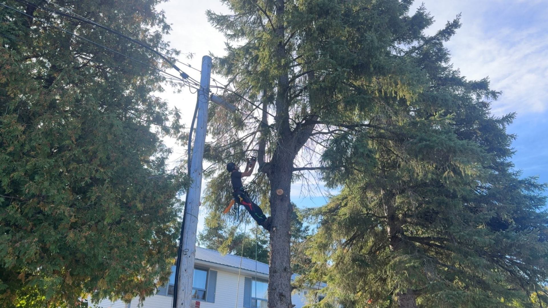 Arborist high in a large tree operating a chainsaw during a removal